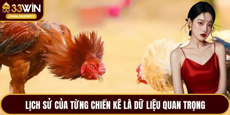 Lịch sử của từng chiến kê là dữ liệu quan trọng