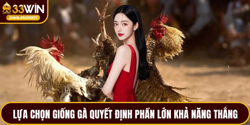 Lựa chọn giống gà quyết định phần lớn khả năng thắng